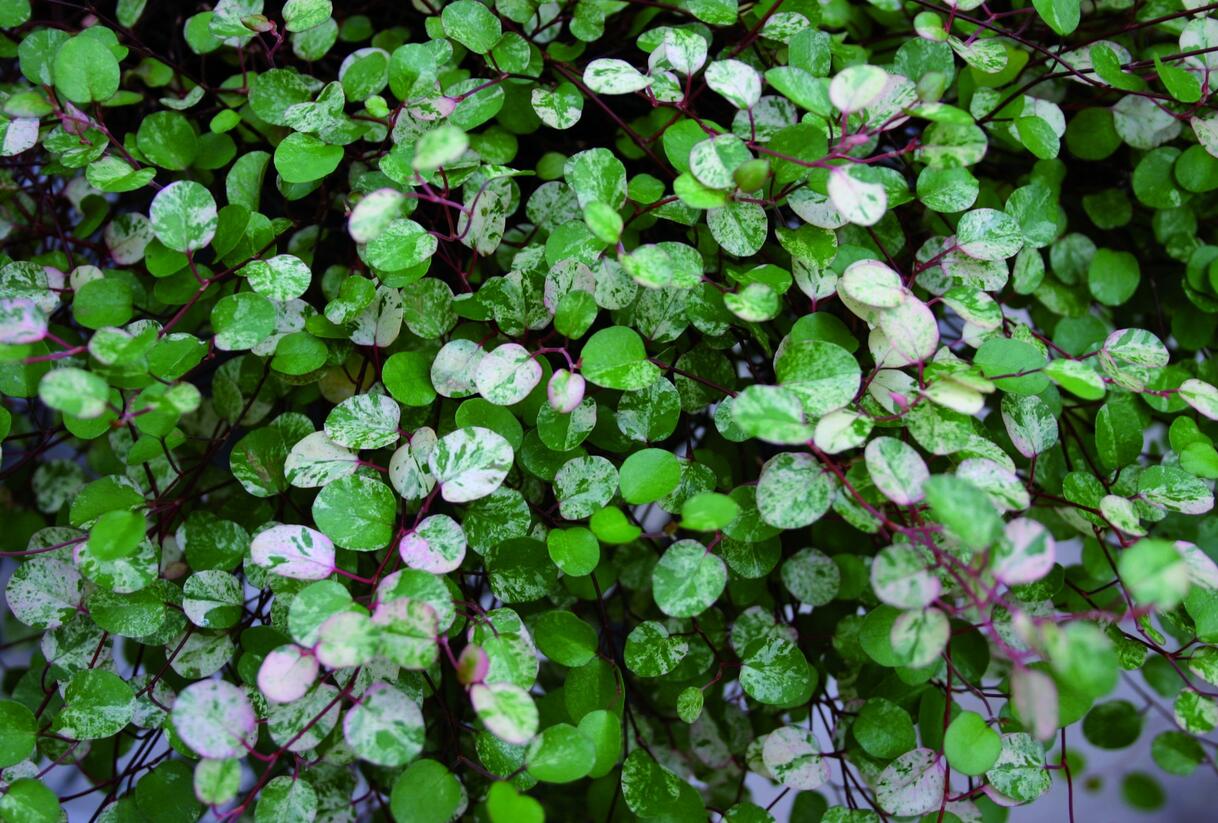 Muehlenbekie, dívenka complexa 'Tricolor' - Muehlenbeckia complexa 'Tricolor'