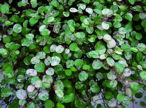 Muehlenbekie, dívenka complexa 'Tricolor' - Muehlenbeckia complexa 'Tricolor'