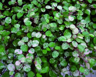 Muehlenbekie, dívenka complexa 'Tricolor'