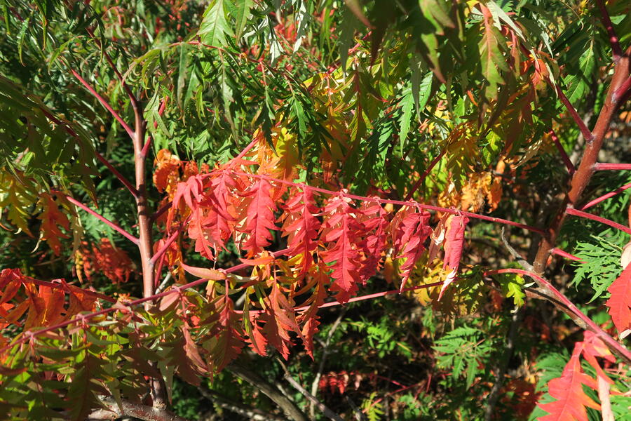 Škumpa 'Lacinata' - Rhus glabra 'Laciniata'