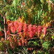 Škumpa 'Lacinata' - Rhus glabra 'Laciniata'