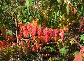 Škumpa 'Lacinata' - Rhus glabra 'Laciniata'