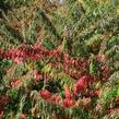 Škumpa 'Lacinata' - Rhus glabra 'Laciniata'