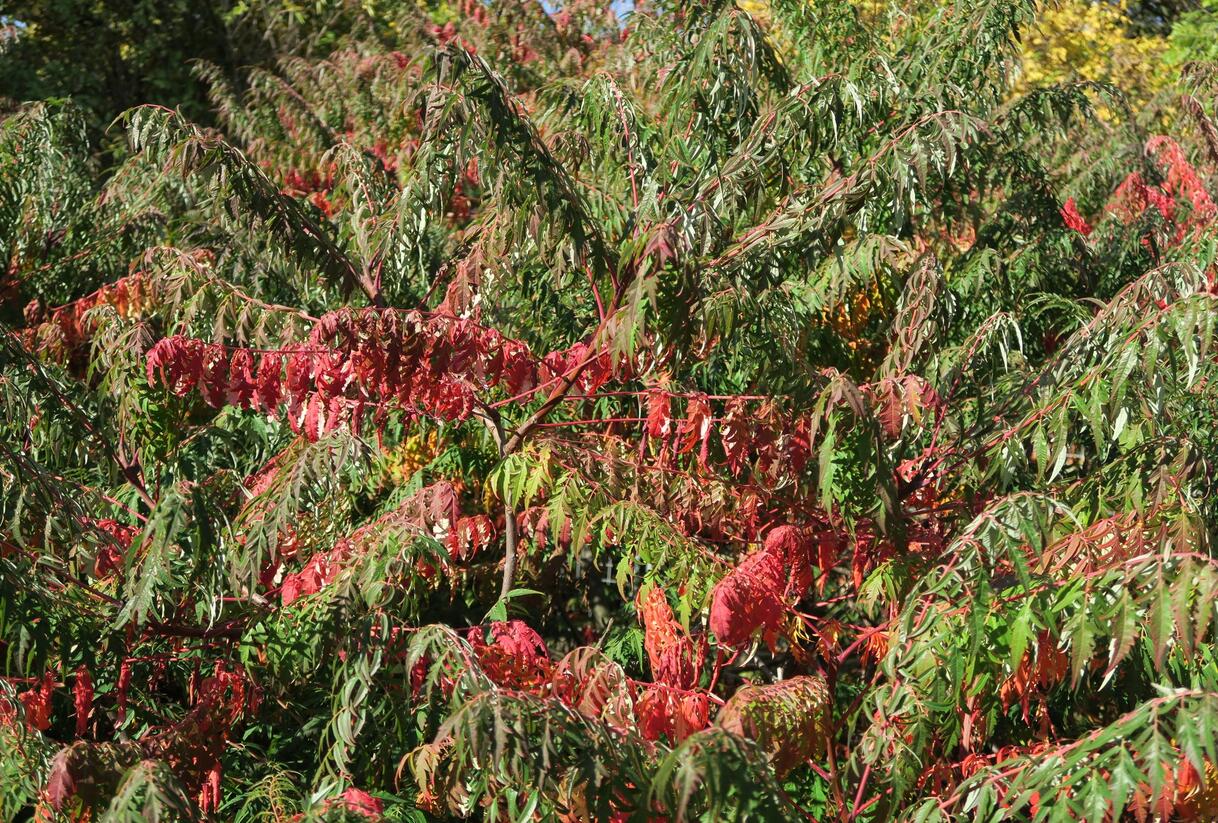 Škumpa 'Lacinata' - Rhus glabra 'Laciniata'
