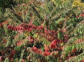 Škumpa 'Lacinata' - Rhus glabra 'Laciniata'