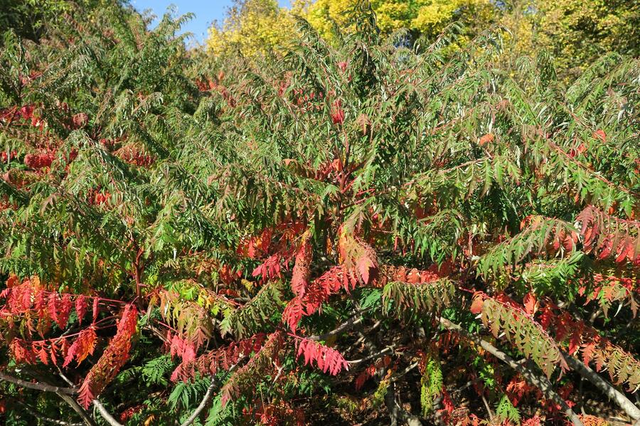 Škumpa 'Lacinata' - Rhus glabra 'Laciniata'