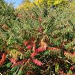 Škumpa 'Lacinata' - Rhus glabra 'Laciniata'