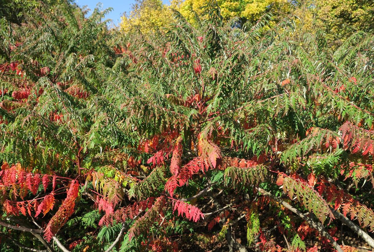 Škumpa 'Lacinata' - Rhus glabra 'Laciniata'