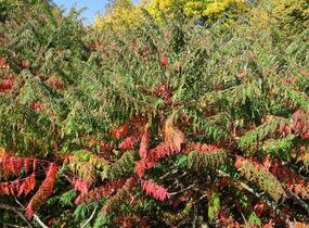 Škumpa 'Lacinata' - Rhus glabra 'Laciniata'