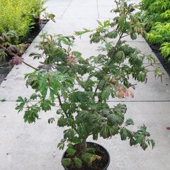 Javor japonský 'Aconitifolium' - Acer japonicum 'Aconitifolium'
