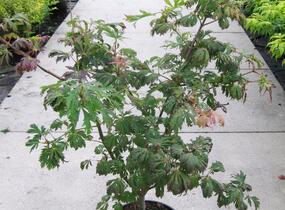 Javor japonský 'Aconitifolium' - Acer japonicum 'Aconitifolium'