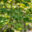 Javor japonský 'Aconitifolium' - Acer japonicum 'Aconitifolium'