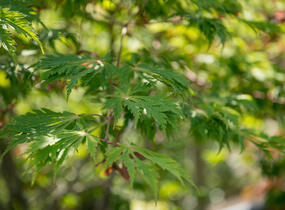 Javor japonský 'Aconitifolium' - Acer japonicum 'Aconitifolium'