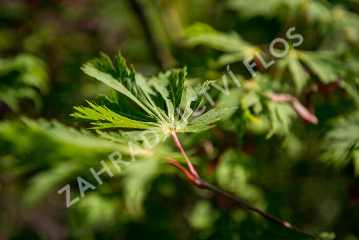 Javor japonský 'Aconitifolium' - Acer japonicum 'Aconitifolium'