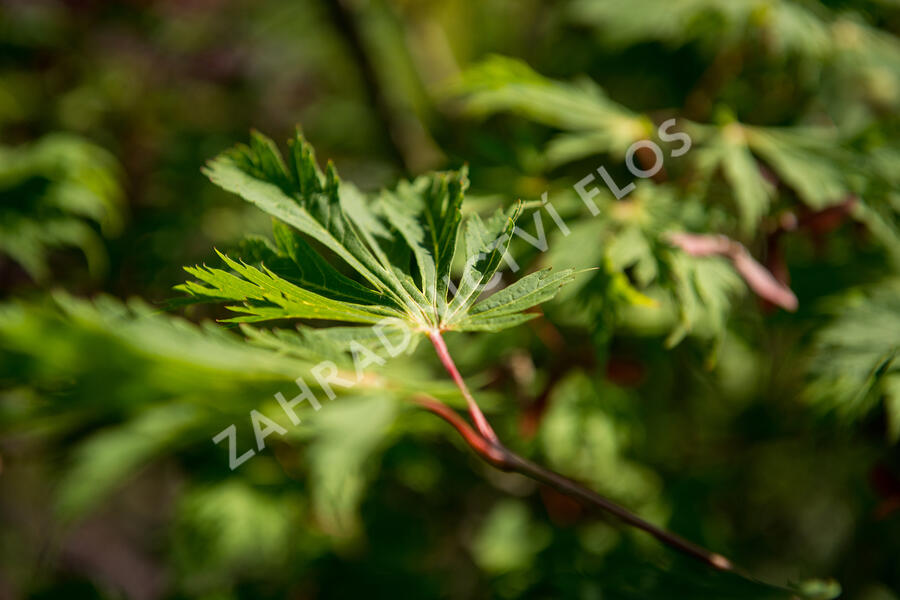 Javor japonský 'Aconitifolium' - Acer japonicum 'Aconitifolium'