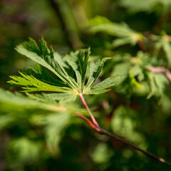 Javor japonský 'Aconitifolium' - Acer japonicum 'Aconitifolium'