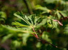 Javor japonský 'Aconitifolium' - Acer japonicum 'Aconitifolium'