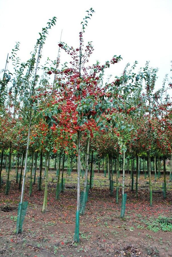 Okrasná jabloň 'White Angel' - Malus 'White Angel'