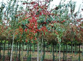 Jabloň okrasná 'White Angel' - Malus 'White Angel'