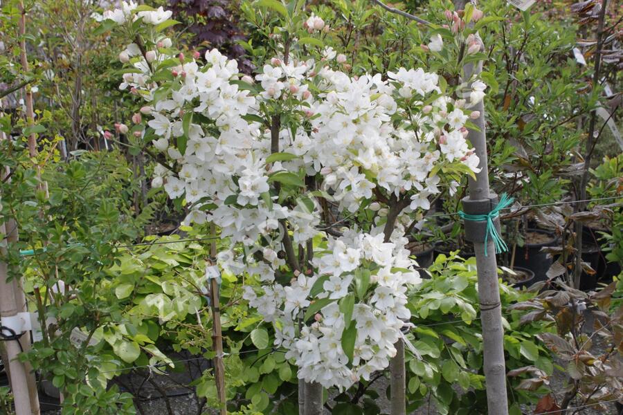 Okrasná jabloň 'White Angel' - Malus 'White Angel'