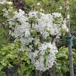 Okrasná jabloň 'White Angel' - Malus 'White Angel'