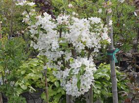 Jabloň okrasná 'White Angel' - Malus 'White Angel'