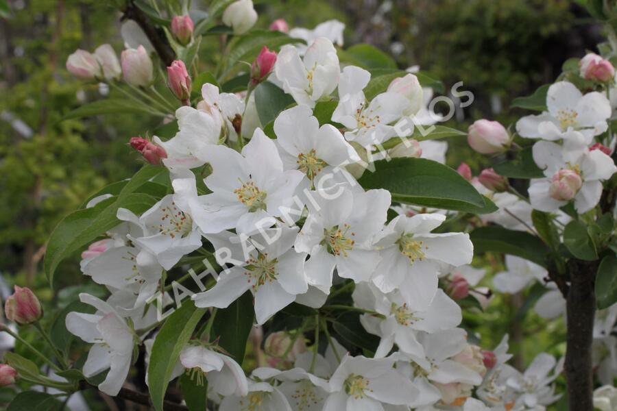 Okrasná jabloň 'White Angel' - Malus 'White Angel'