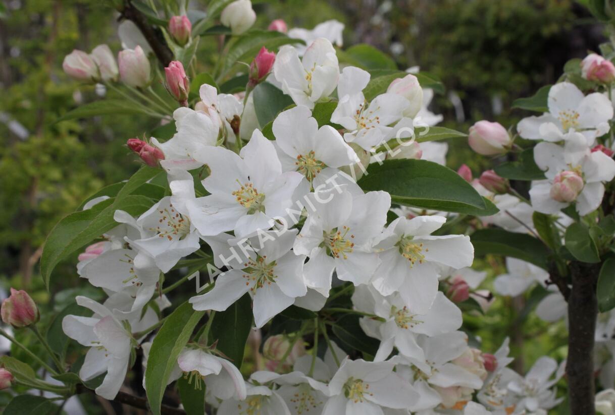Jabloň okrasná 'White Angel' - Malus 'White Angel'