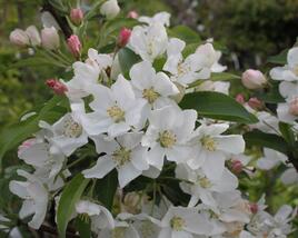 Jabloň okrasná 'White Angel'