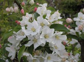Jabloň okrasná 'White Angel' - Malus 'White Angel'