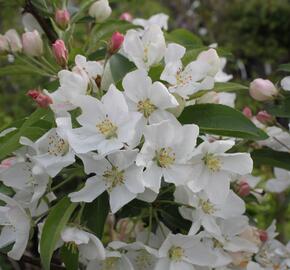 Okrasná jabloň 'White Angel' - Malus 'White Angel'