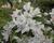 Jabloň okrasná 'White Angel'