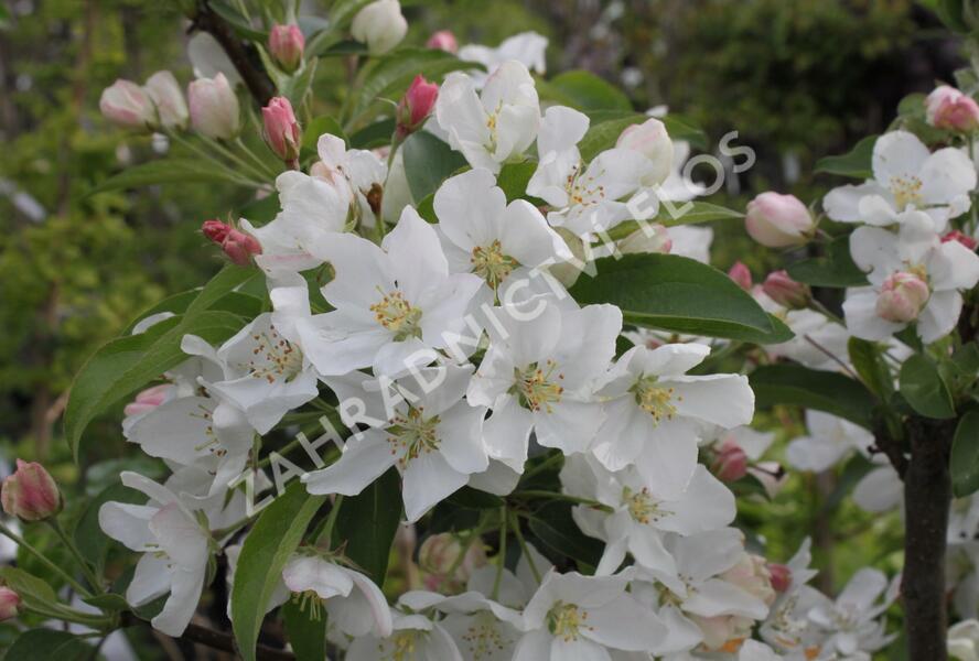 Jabloň okrasná 'White Angel' - Malus 'White Angel'