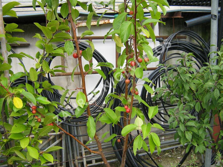 Okrasná jabloň 'White Angel' - Malus 'White Angel'