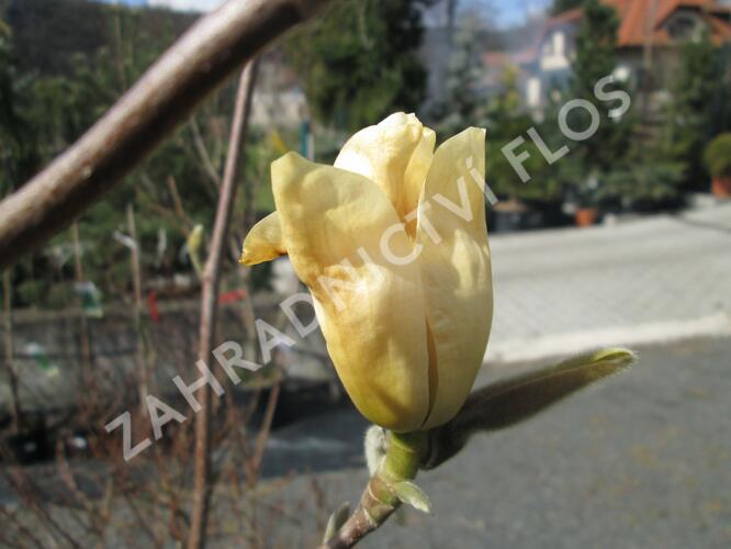 Šácholan 'Yellow River' - Magnolia 'Yellow River'