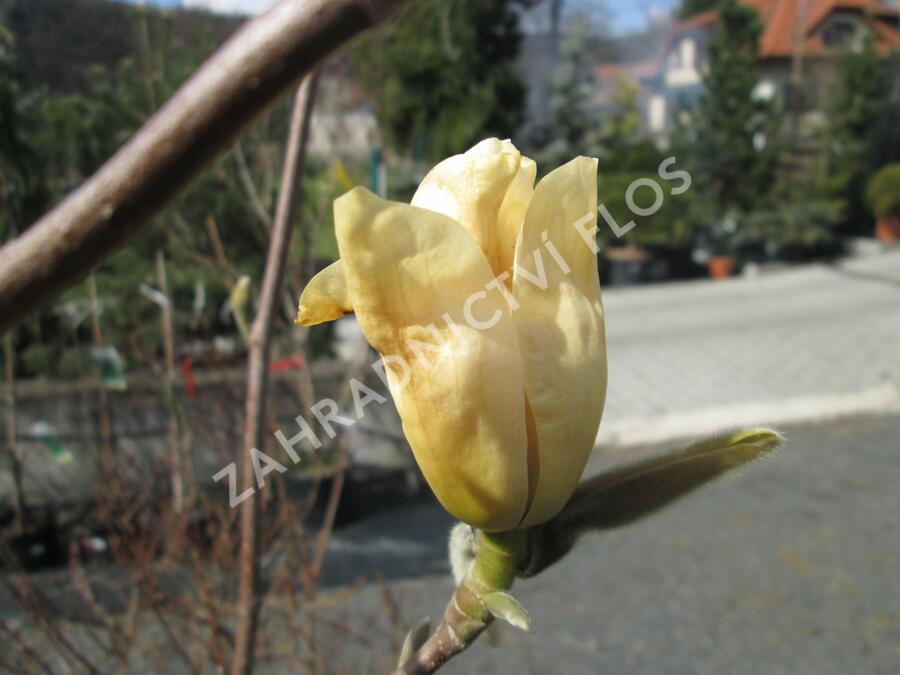 Šácholan 'Yellow River' - Magnolia 'Yellow River'