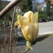 Šácholan 'Yellow River' - Magnolia 'Yellow River'