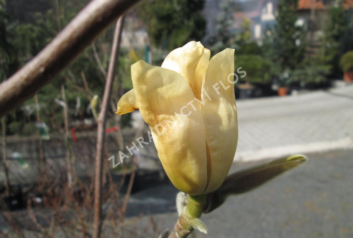 Šácholan 'Yellow River' - Magnolia 'Yellow River'