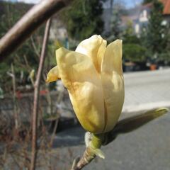 Šácholan 'Yellow River' - Magnolia 'Yellow River'