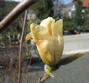 Šácholan 'Yellow River' - Magnolia 'Yellow River'