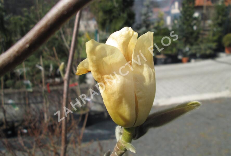 Šácholan 'Yellow River' - Magnolia 'Yellow River'