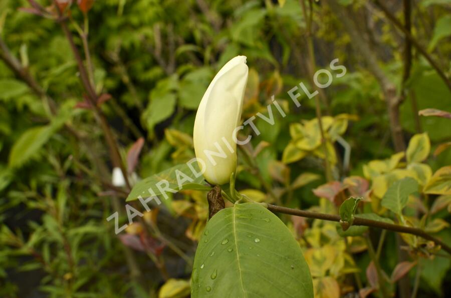 Šácholan 'Yellow River' - Magnolia 'Yellow River'