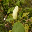 Šácholan 'Yellow River' - Magnolia 'Yellow River'