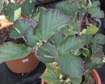 Vilín prostřední 'Yamina'