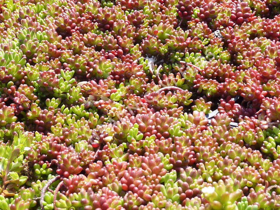 Rozchodník bílý 'Coral Carpet' - Sedum album 'Coral Carpet'