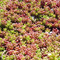 Rozchodník bílý 'Coral Carpet' - Sedum album 'Coral Carpet'