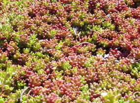 Rozchodník bílý 'Coral Carpet' - Sedum album 'Coral Carpet'
