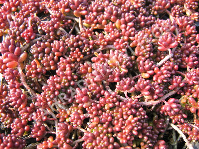 Rozchodník bílý 'Coral Carpet' - Sedum album 'Coral Carpet'