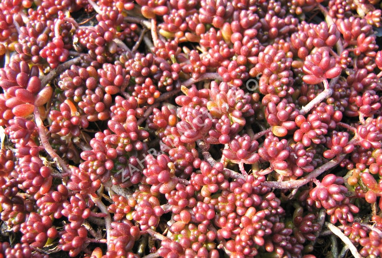 Rozchodník bílý 'Coral Carpet' - Sedum album 'Coral Carpet'