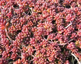 Rozchodník bílý 'Coral Carpet'